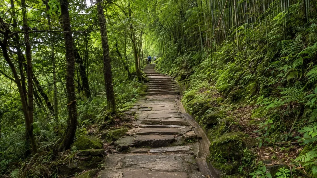 青城山森林步道與石階