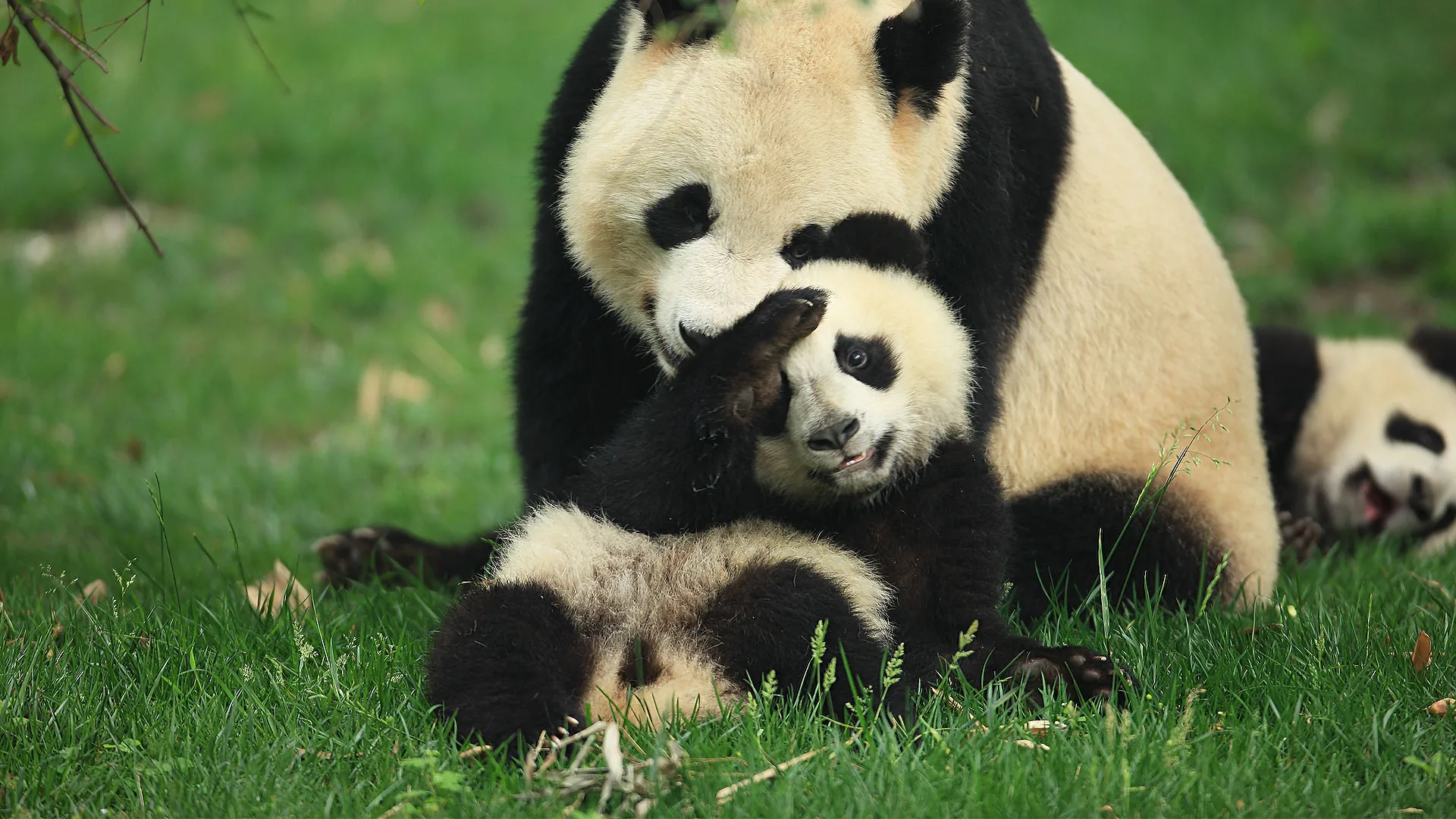 Giant panda in Chengdu