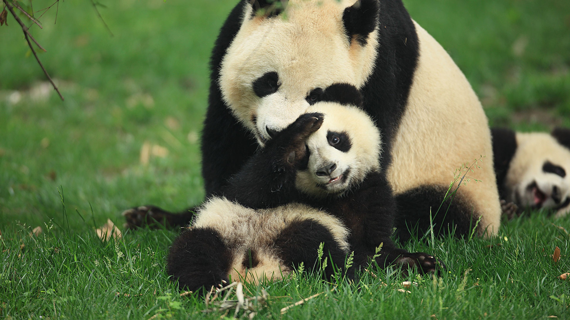 Chengdu pandas hero image