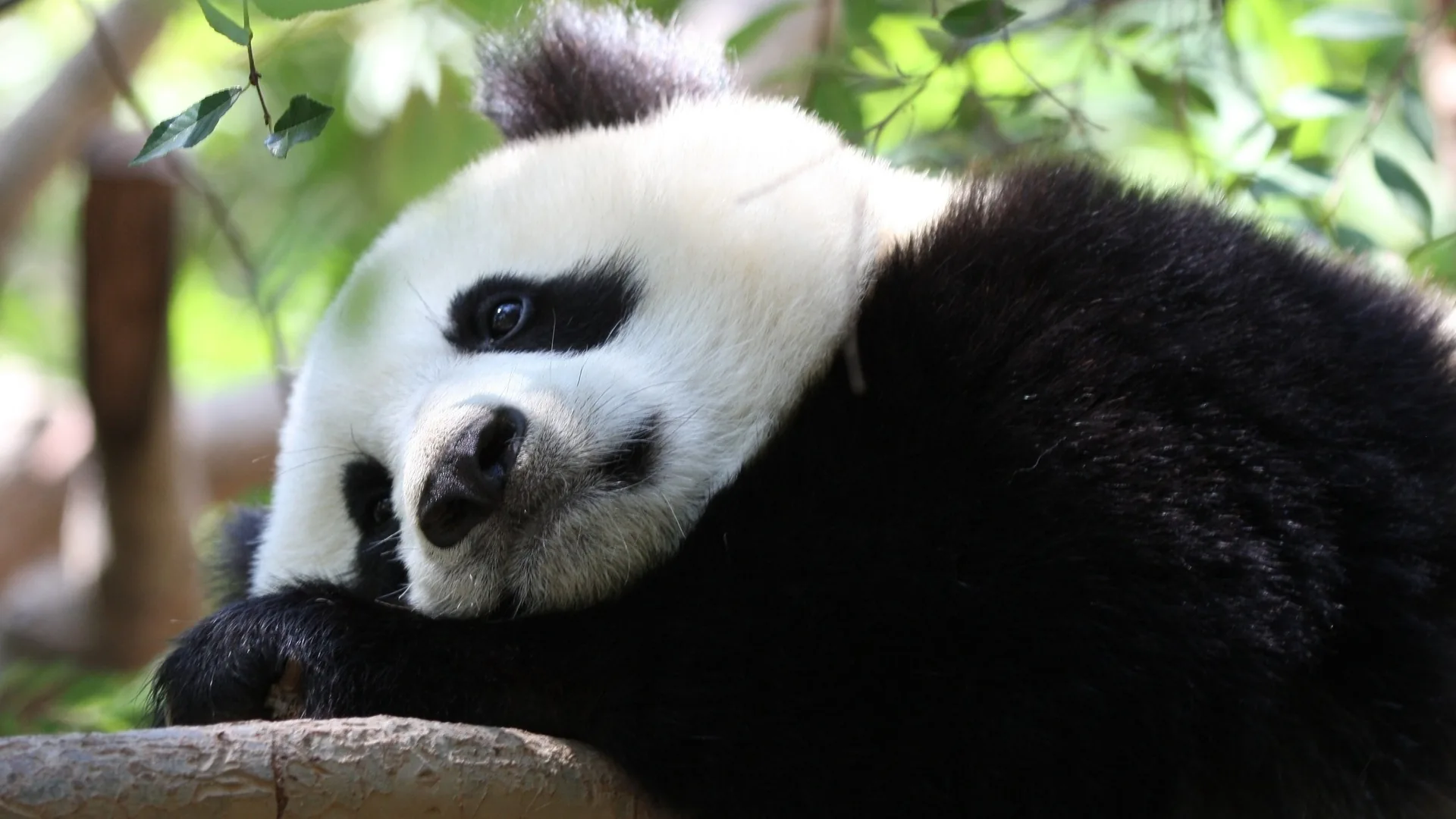 Chengdu Panda & Sichuan Food Tour