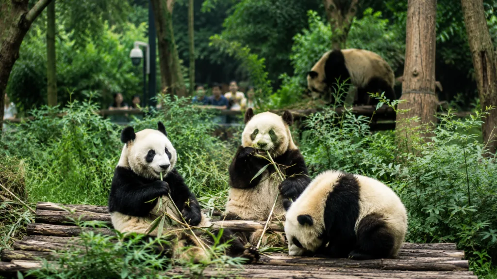 Chengdu city and Sichuan cultural scenery